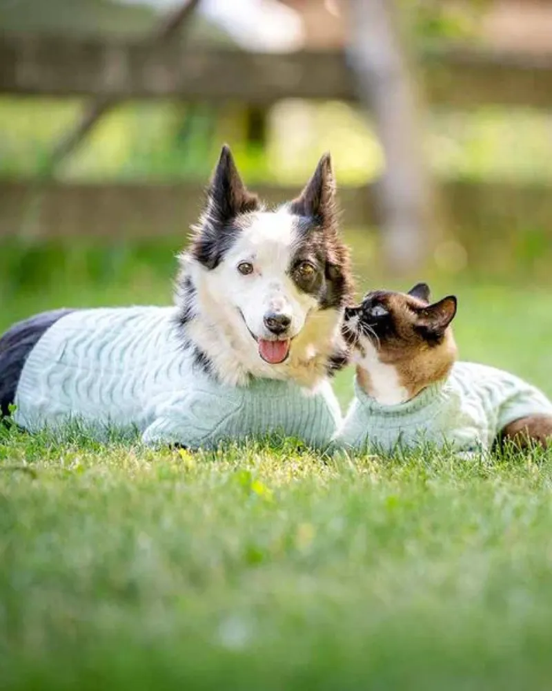 Fuzzy Knit Dog Turtleneck Sweater in Heathered Jade